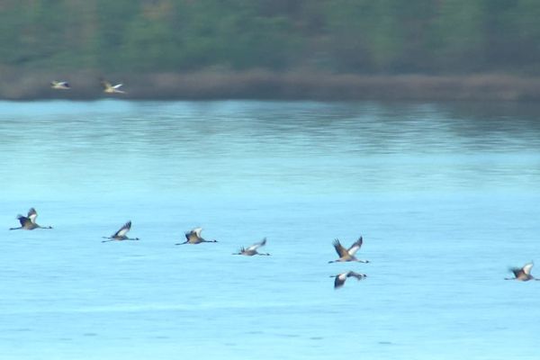 Le ballet des grues cendrées au lever du soleil