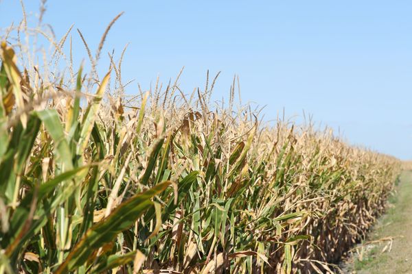 La Bourgogne-Franche-Comté particulièrement touchée par la sécheresse cet été 2020.