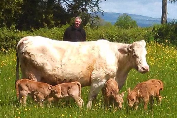 Vache ayant mis bas de quatre veaux dans la Creuse ( Commune de St-Dizier-la-Tour