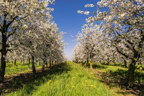 5 idées de sortie dans le Rhône pour profiter de ce beau week-end printanier