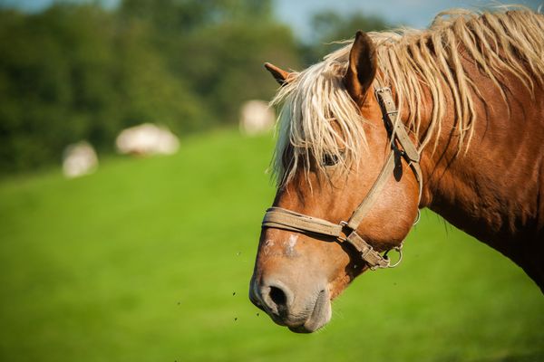 5 Choses Que Vous Ne Savez Sans Doute Pas Sur Le Cheval De Trait Comtois