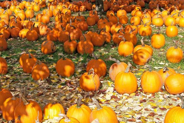 Octobre sous le doux soleil d'automne.