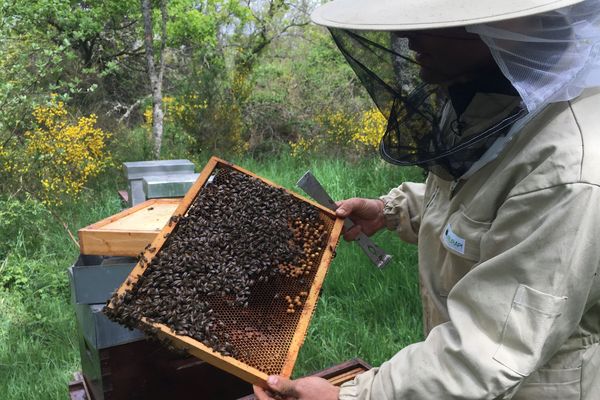 L'Europe interdit désormais trois néonicotinoïdes accusés de tuer les abeilles. Une bonne nouvelle pour les apiculteurs du Puy-de-Dôme qui ont constaté en 2017-2018, un taux de mortalité des abeilles anormal.