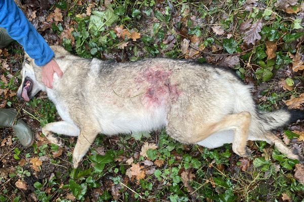 Un berger tchèque a été abattu dimanche 20 décembre dans une propriété de Geay (17)