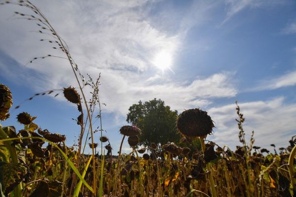 Un champ de tournesol brulé pendant une période de sécheresse en août 2019.