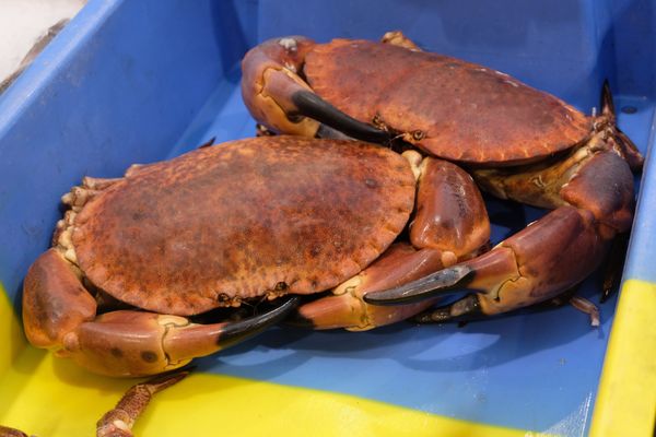 L'association se mobilise pour interdire la vente de crabes vivants dans l'enseigne de sport.