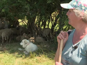 Béatrice Reynaud, éleveuse et spécialiste des chiens de protection, veut éduquer le public au comportement du patou, pour éviter les incidents trop fréquents par méconnaissance.