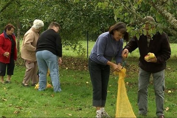 En Saône-et-Loire, des bénévoles collectent gratuitement vos fruits perdus.