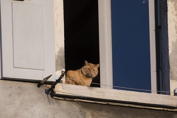 Les animaux aussi doivent rester à la maison.