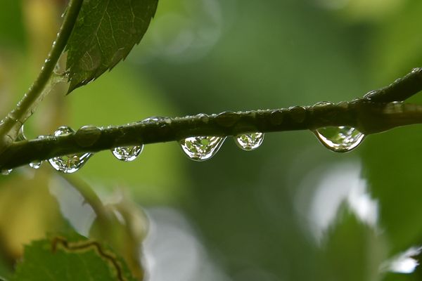 Les fortes précipitations orageuses ont permis à la nature de se ressourcer en eau mais n'ont pas eu d'effet sur la situation des sols qui reste toujours très préoccupante.