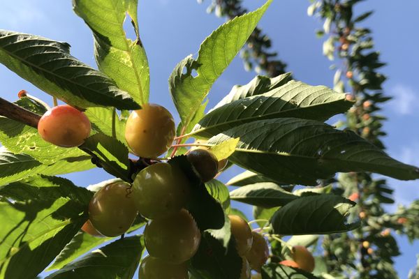 Encore un peu de soleil sera nécessaire avant de chiper les cerises des voisins.