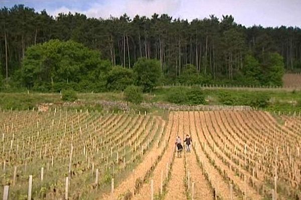 La Côte d'Or compte 1 247 climats sur un mince ruban de terre qui va de Dijon à Santenay. 