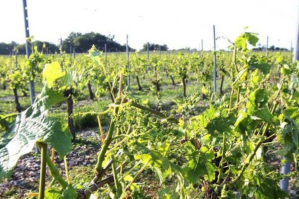  Le vignoble touché par la grêle.