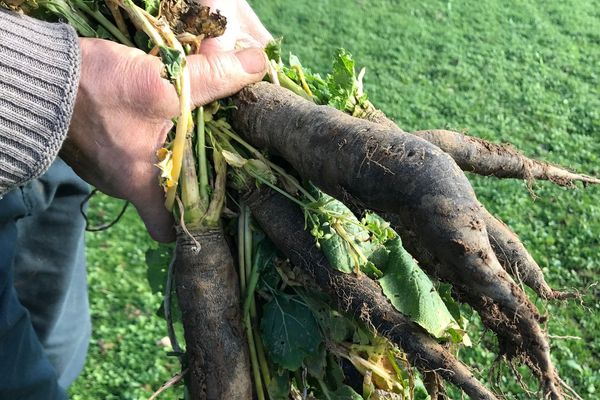 Maigre récolte cette année pour les producteurs du navet de Pardailhan. Ce légume prisé par les grands chefs a vu sa production chuter à la sécheresse qui sévit depuis deux ans dans l'Hérault.