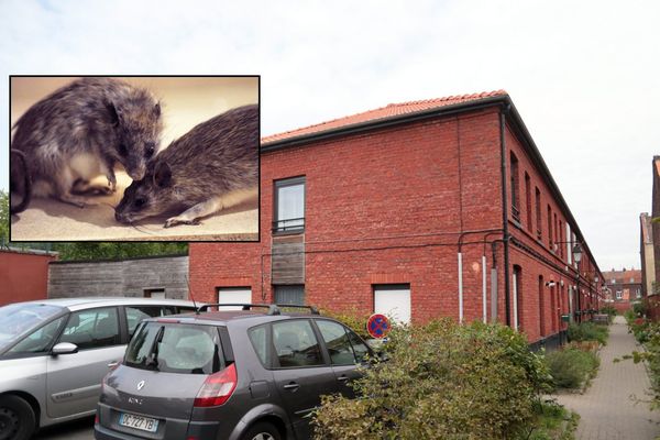 C'est dans ce quartier de Roubaix (rue de Bouvines) qu'habitait la jeune handicapée de 14 ans