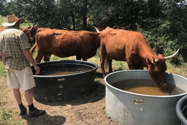 Dans le Puy-de-Dôme, la situation est dramatique pour les éleveurs à cause de la sécheresse. Ils cherchent des solutions pour aider leurs bêtes.