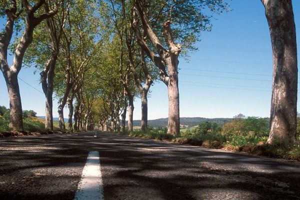 Route bordée de platanes Illustration