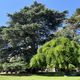 A Toulouse, un magnifique cèdre de l'Himalaya s'impose au milieu du jardin du Grand Rond (square du Boulingrin) avec ses 28 mètres d'envergure.