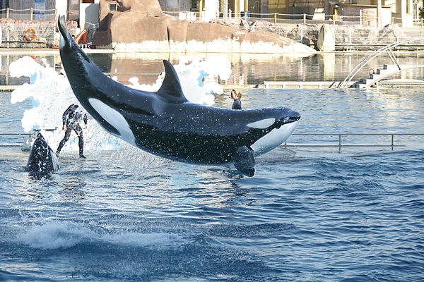 Dès le 30 mars prochain, les spectacles avec les orques reprendront à Marineland. Les associations se mobilisent contre, une manifestation est prévue ce samedi.