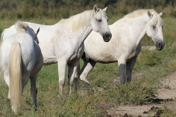 La Camargue à l'honneur du 32ème salon cheval passion à Avignon.