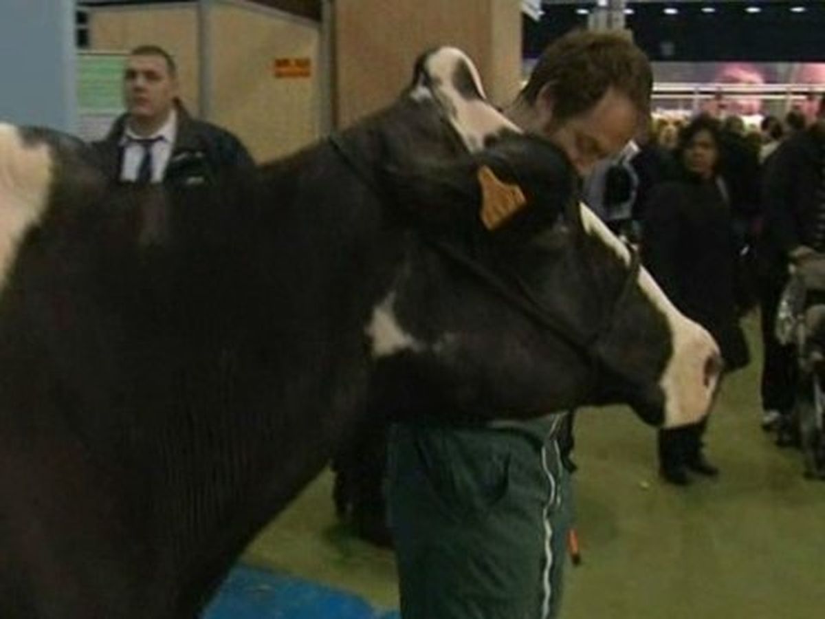 Simone La Vache N A Pas Seduit Le Jury Du Concours Agricole