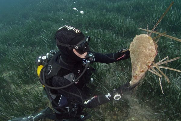 Espèce endémique de Méditerranée, la grande nacre est le plus grand bivalve du monde avec le bénitier