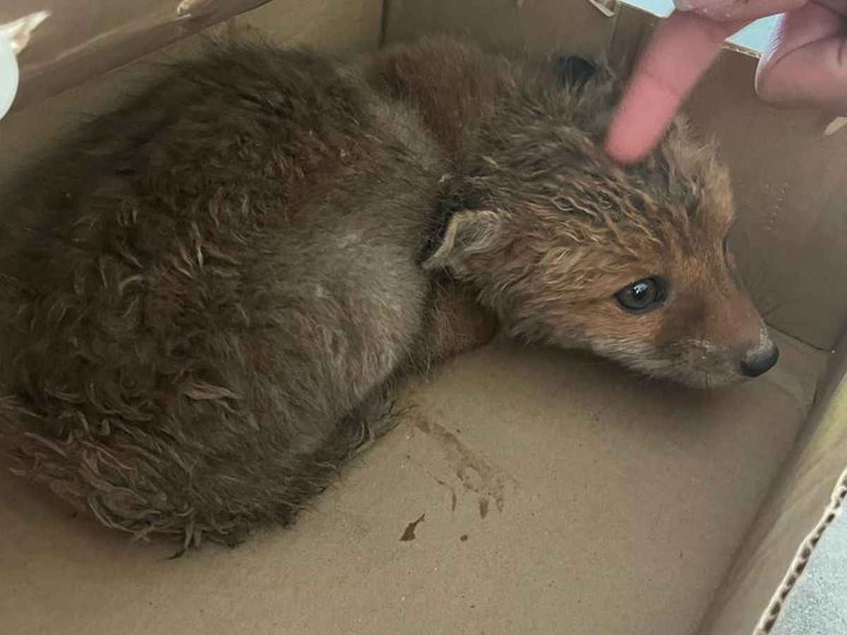 Video Haute Savoie Il Sauve Un Bebe Renard Et Se Fait Engueuler Par Le Veterinaire