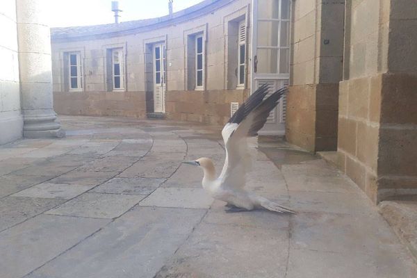 Un Fou de Bassan s'invite au phare de Cordouan