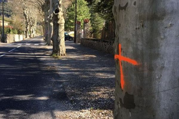 19 platanes ont à nouveau été vandalisés à Gorniès,  hameau de cinquante habitants situé dans la vallée de la Vis. Des analyses sont en cours.