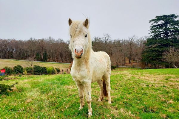 Les chevaux sont-ils amenés à devenir des animaux "de luxe" ?