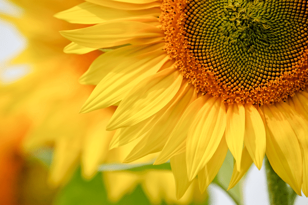 Avec le réchauffement climatique, le tournesol prend racine en Pays de la Loire