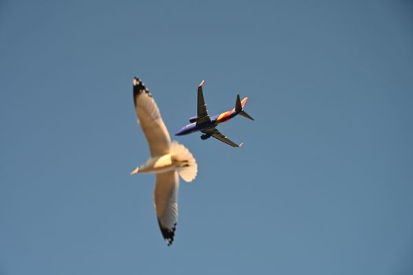 Illustration d'oiseau et d'avion au dessus d'un aéroport