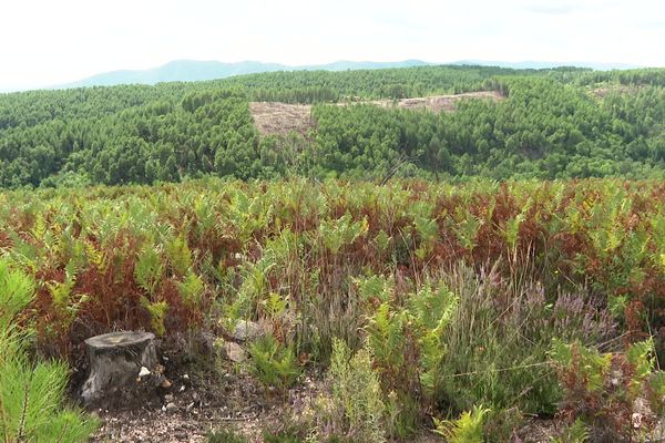 La forêt de La Blachère en Ardèche renait. Elle a été repensée suite aux incendies de 2014.