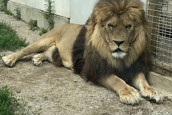 V.O.S.T. : Jon le lion miraculé de Saint-Martin-la-Plaine