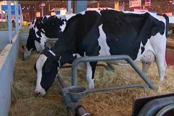 Indra est une vache laitière de 2,5 ans de race Prim'Holstein. Son éleveur Sébastien Bonamy (Loiret) la présente au Concours de lactation - Salon International de l'Agriculture. Févr 2016