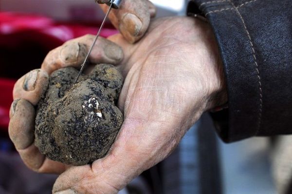 Aups : Ce jeudi 27 novembre, 1er Marché aux Truffes - Dès 9h30 sur la Place Frédéric Mistral.