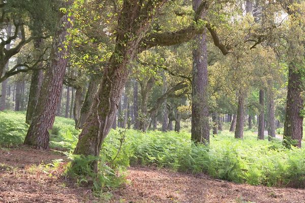 Le chêne-liège pousse essentiellement dans la région du Marensin dans les Landes.