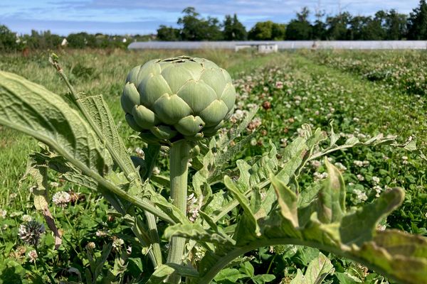 Frédéric Leduc possède une parcelle d'artichauts d'un demi hectare à La Gouesnière, près de Cancale. Il constate une moindre demande des consommateurs.