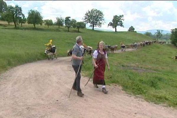 La transhumance dans la vallée de Munster