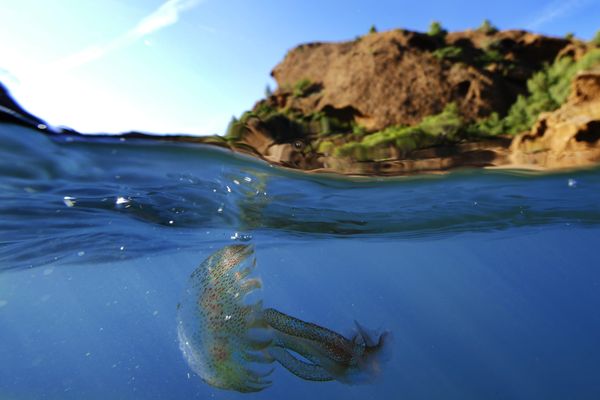 La méduse "pelagia noctiluca", une habituée des côtes des Alpes-Maritimes et du Var.