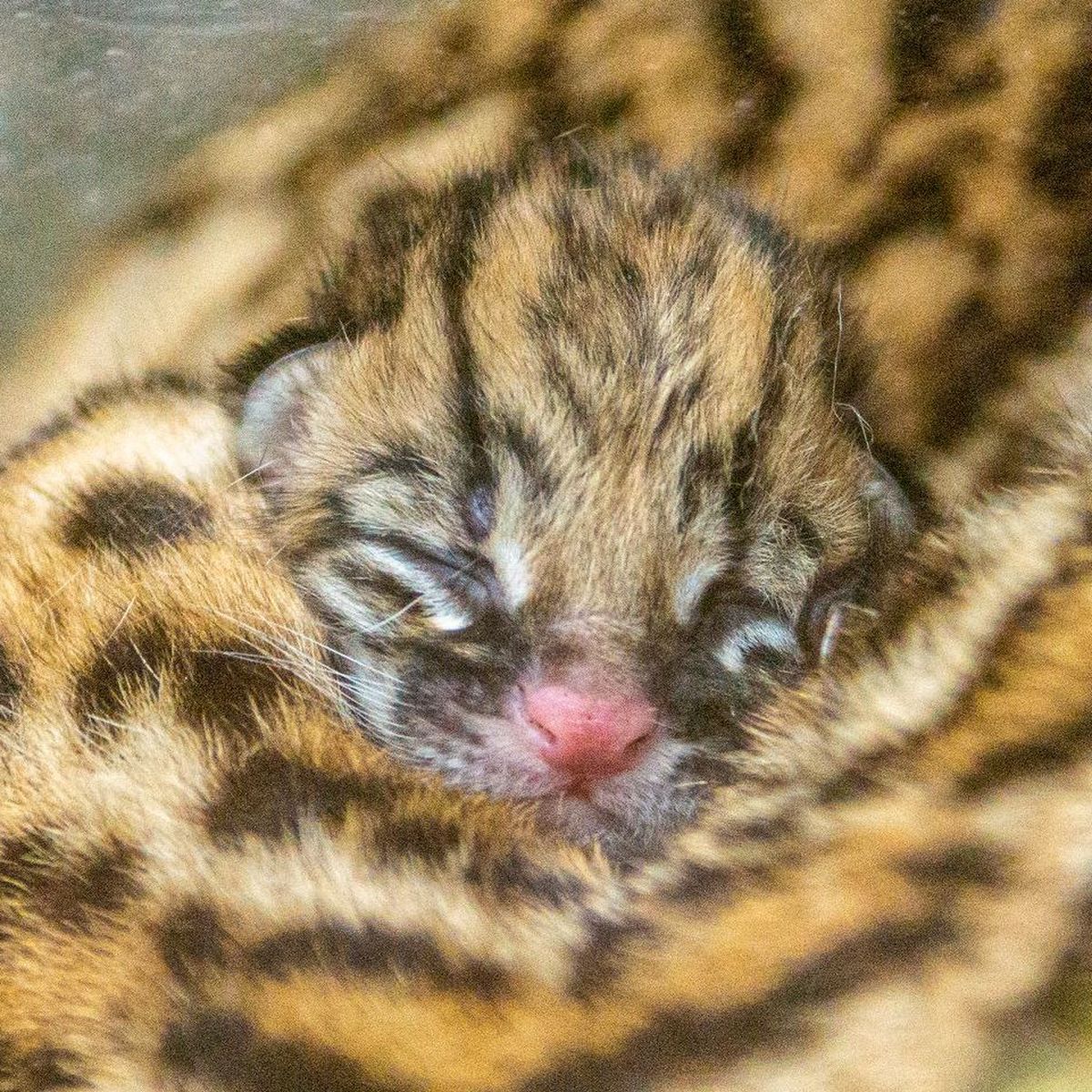 Pyrenees Atlantiques Naissance D Un Bebe Ocelot Au Zoo D Asson