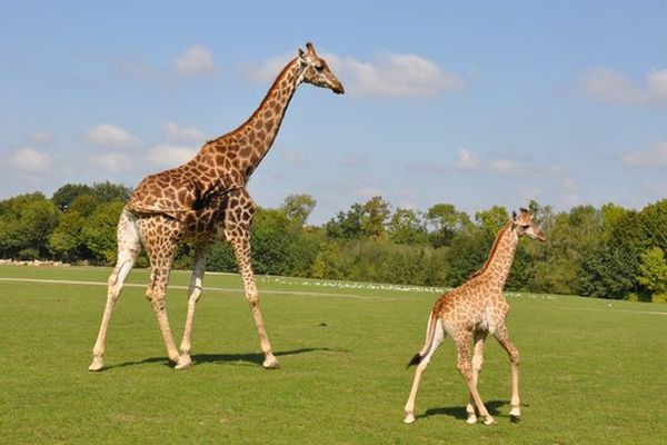 Messa, girafon du Cap vient de naître à Port-Saint-Père au parc zoologique Planète Sauvage