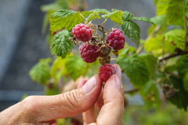 "On n’achète pas 3 kilos de framboise, mais une barquette pour se faire plaisir"