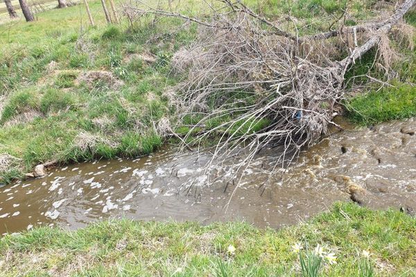 Les sapeurs-pompiers de Haute-Loire tentent d'aspirer le lisier qui se trouve dans la rivière Cérigoule, près de Tence.