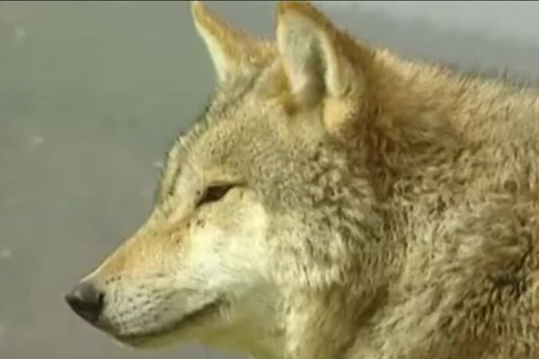 La préfecture de Dordogne anticipe le retour du loup