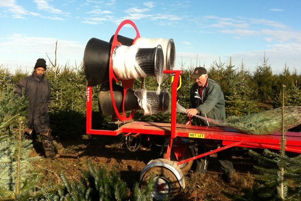 La coupe et l'emballage des sapins de Noël chez le producteur de Frozes (86)