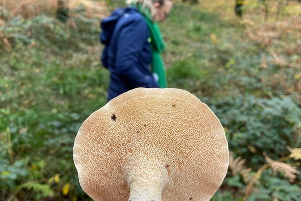 Champignons, la saison approche. Quoi de mieux qu'une cueillette de champignons pour se ressourcer ?