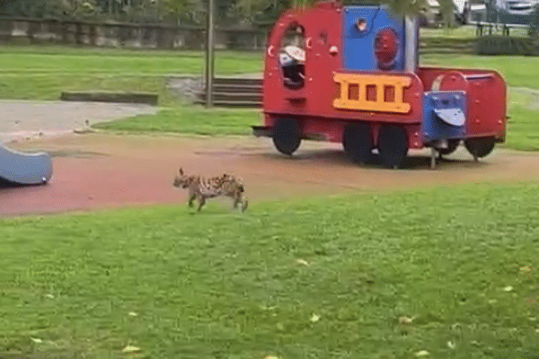 La vidéo du lynx a déjà été partagée plus de 600 fois sur Facebook.