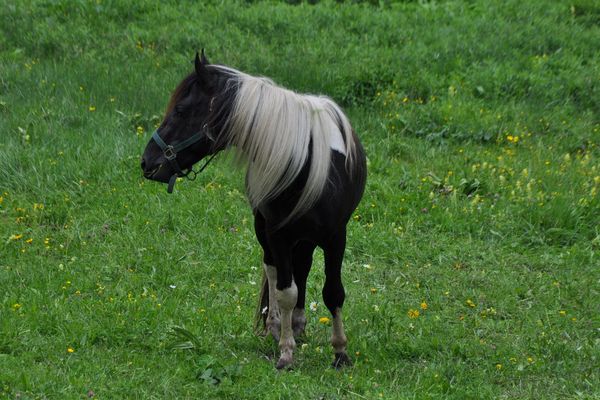 Le poney a surpris plus d'un automobiliste. 