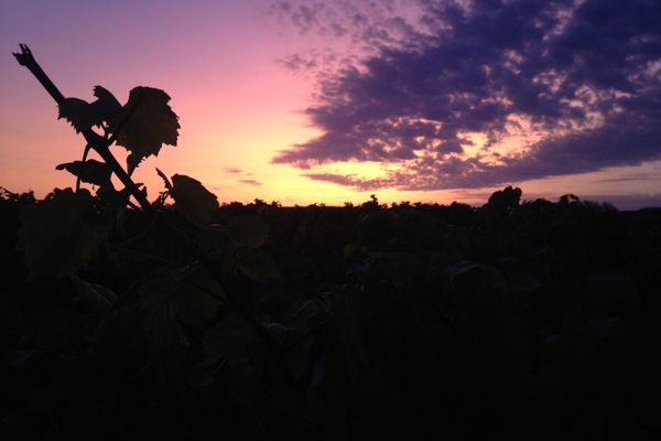 En Bourgogne du sud, la récolte du raisin blanc se fait la nuit en raison des trop fortes chaleurs